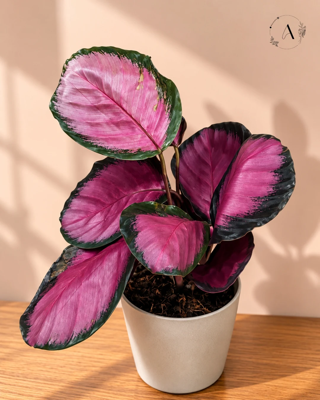 Calathea plant