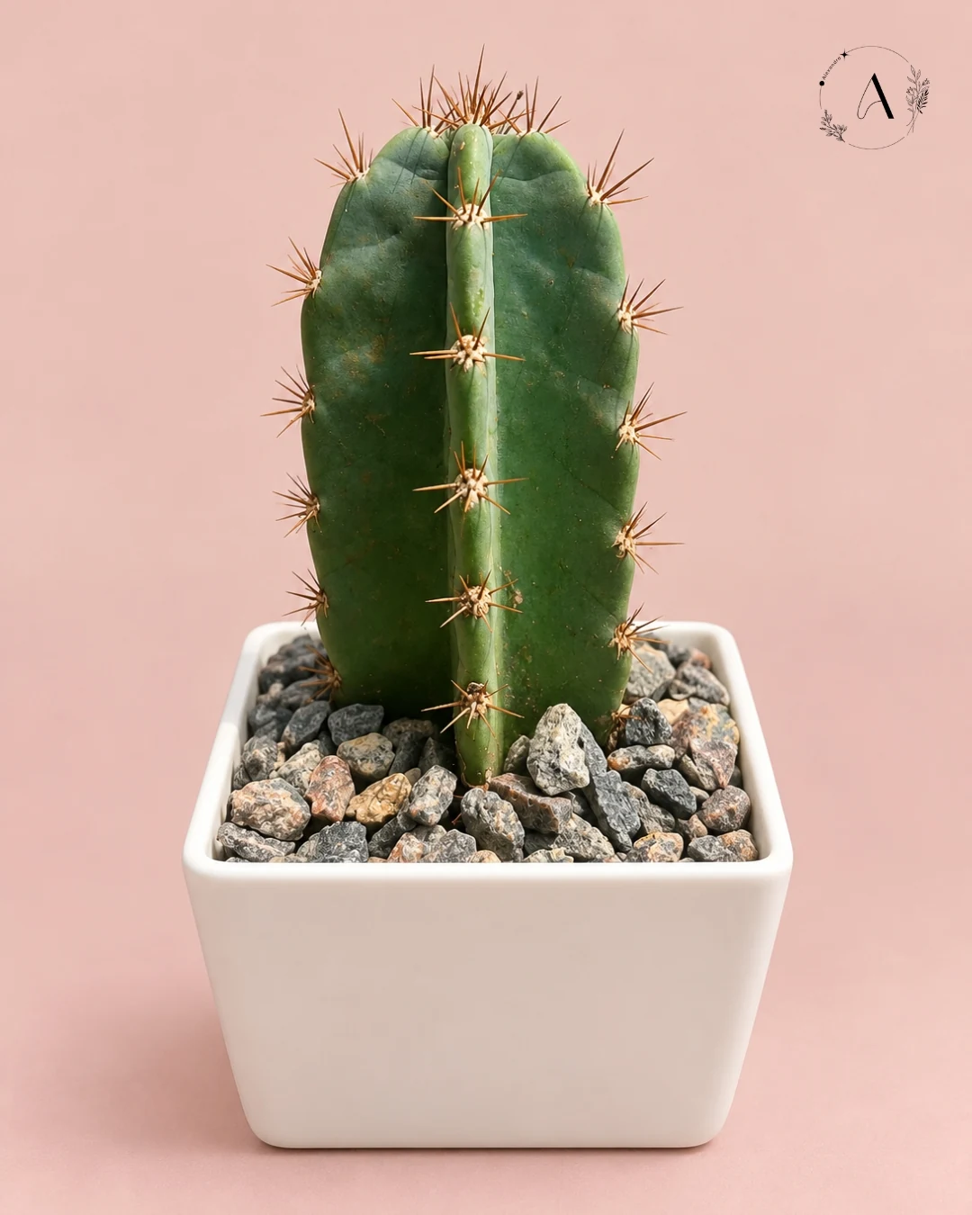 columnar cactus plant
