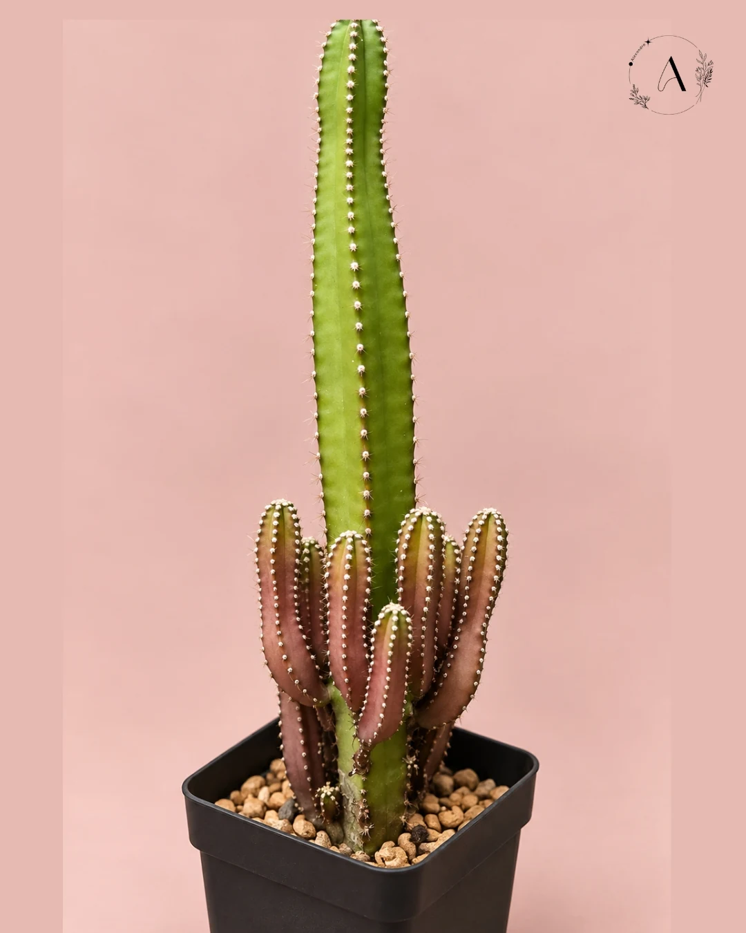 fairy cactus plant