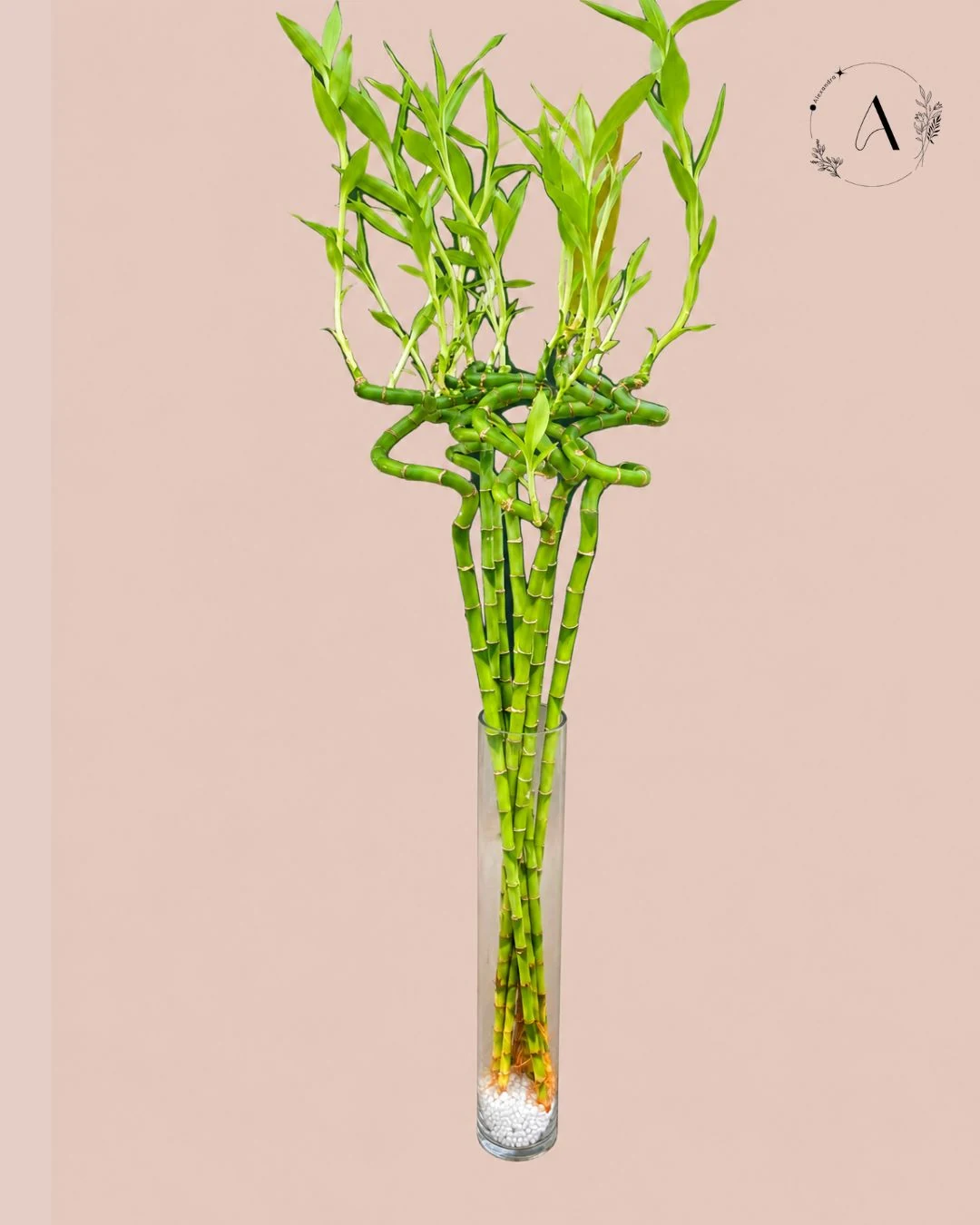 lucky bamboo