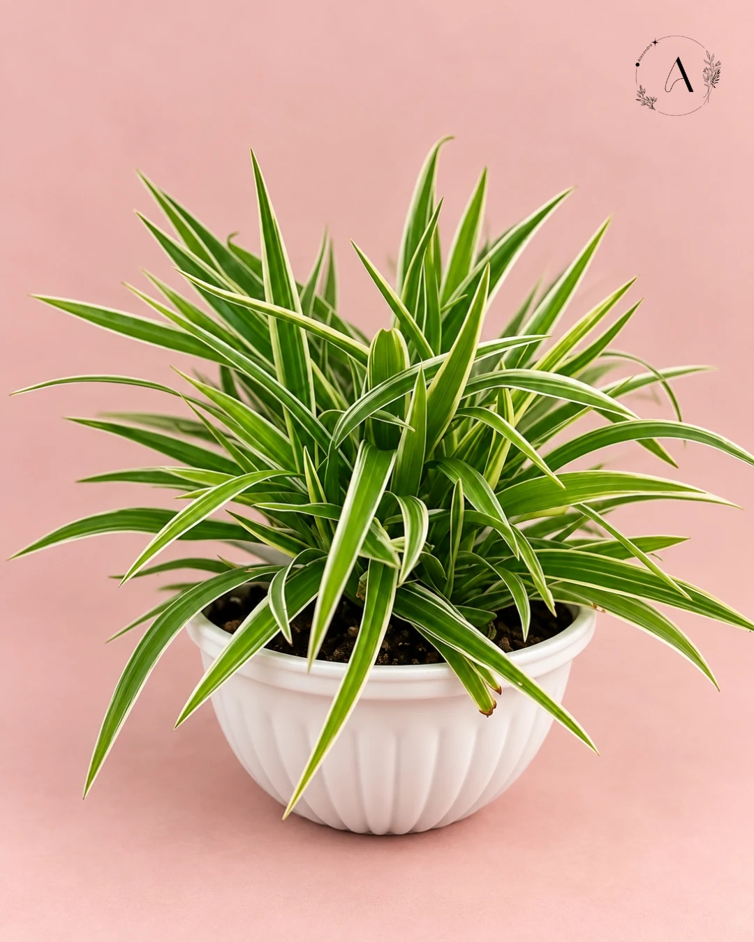 Spider plant
